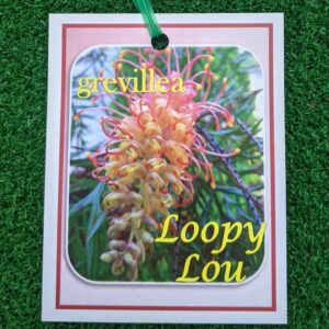 Grevillea Loopy Lou 140mm