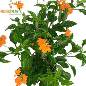 Crossandra infundibuliformis / Fireglow Flower 140mm
