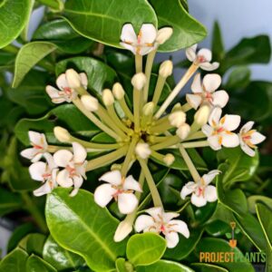 Ixora Dwarf White Peggy 140mm