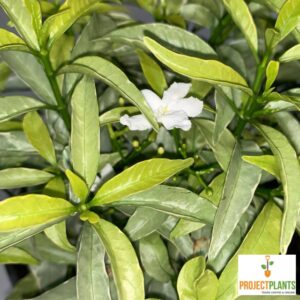 Tabernaemontana Little Sweetheart 140mm