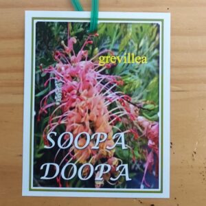 Grevillea Soopa Doopa 140mm