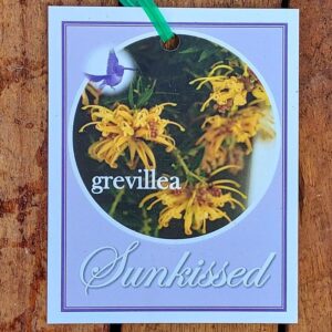 Grevillea Sunkissed 140mm