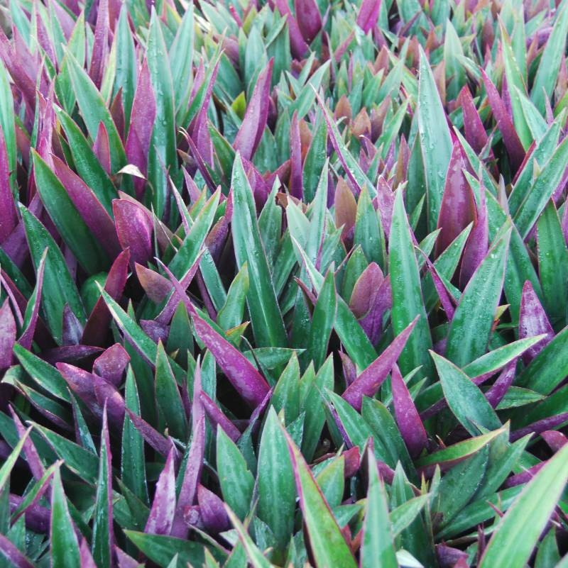 Tradescantia spathacea Dwarf Rhoeo / Rhoeo Moses in the Cradle 140mm
