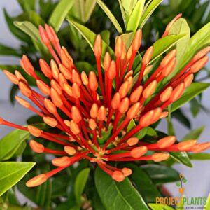 Ixora Dwarf Orange 140mm