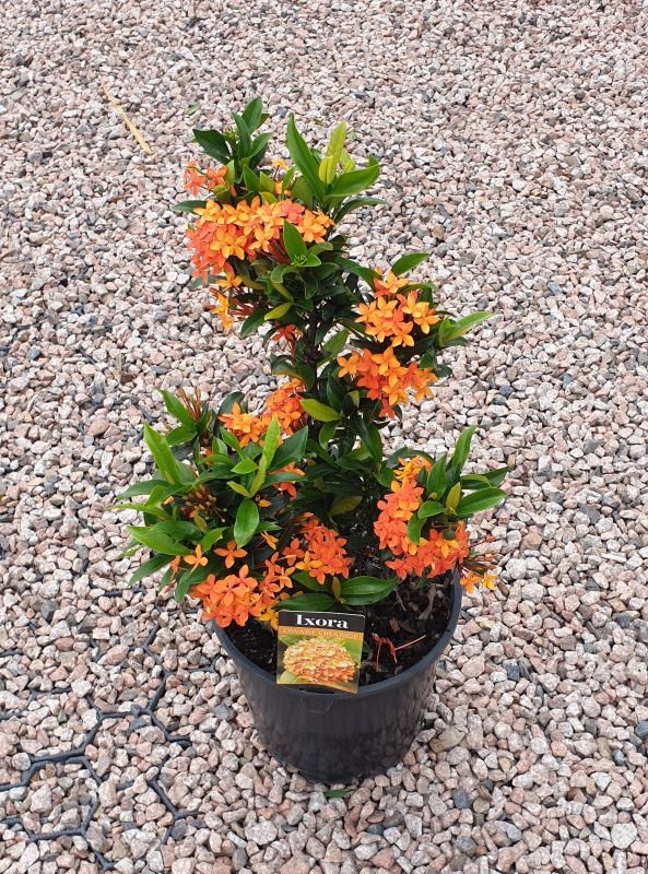 Ixora Dwarf Orange 140mm