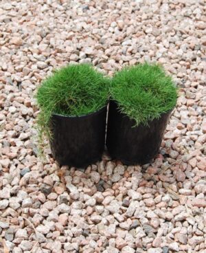 Zoysia tenuifolia / No Mow Grass 125mm