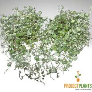 Dichondra argentea / Silver Falls 125-140mm