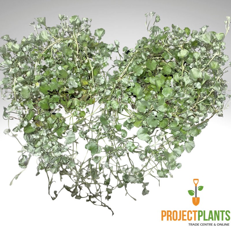 Dichondra argentea / Silver Falls 125-140mm