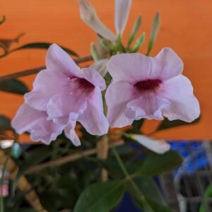 Pandorea jasminoides / Bower Vine 140mm