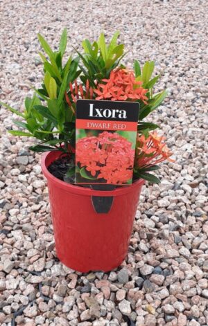 Ixora Dwarf Red Sunkist 140mm