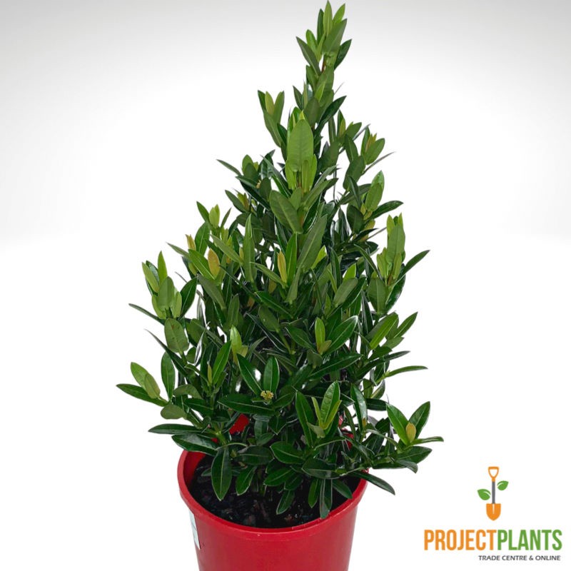 Ixora Dwarf Red Sunkist 140mm