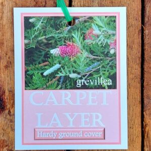 Grevillea Carpet Layer 140mm