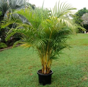 Dypsis lutescens / Golden Cane Palm 300mm