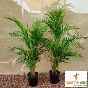 Dypsis lutescens / Golden Cane Palm 200mm