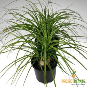 Beaucarnea recurvata / Ponytail Palm 200mm