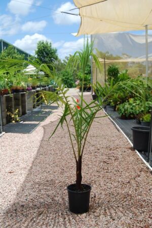 Dypsis lastelliana / Redneck Palm 300mm