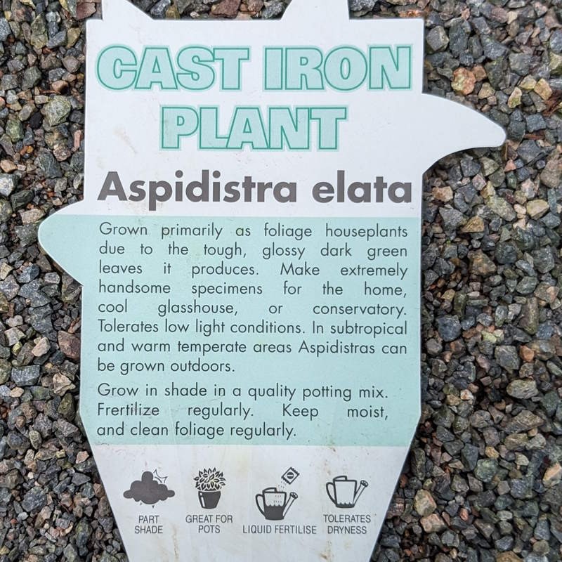 Aspidastra elatior / Cast Iron Plant 200mm
