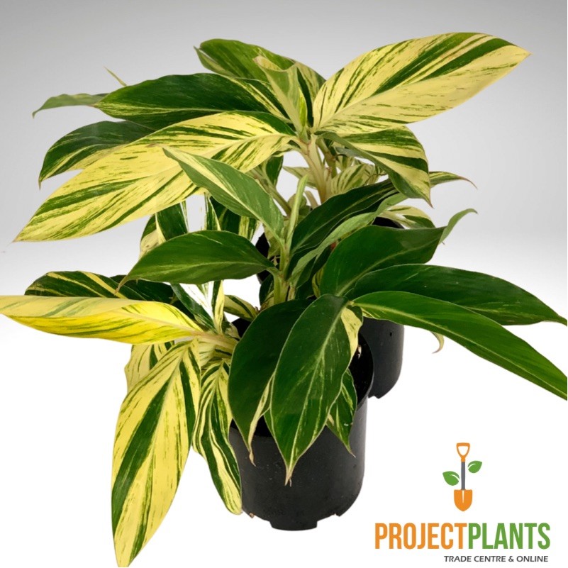 Alpinia zerumbet Var / Variegated Shell Ginger 200mm