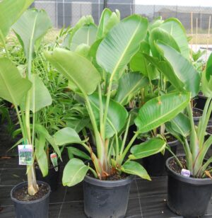 Strelitzia Nicolai / Giant Bird of Paradise 300mm