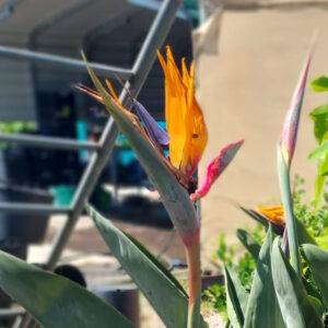 Strelitzia reginae / Bird of Paradise 200mm