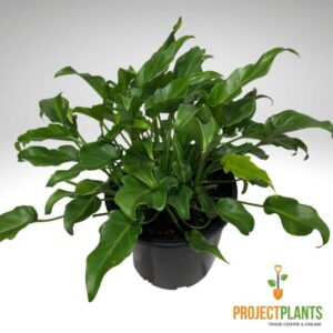 Philodendron Xanadu 200mm