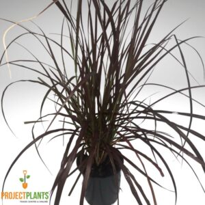 Pennisetum rubrum / Purple Fountain Grass 140mm