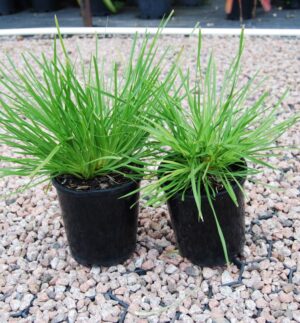 Lomandra Dalliance 140mm
