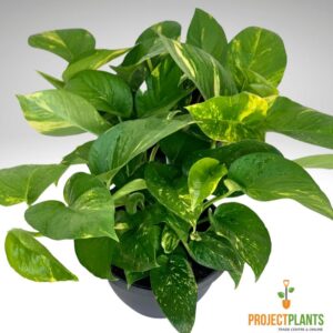 Epipremnum aureum / Pothos 125mm