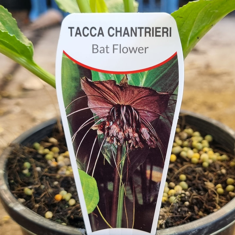 Tacca Chantrieri / Black Bat Plant 125mm