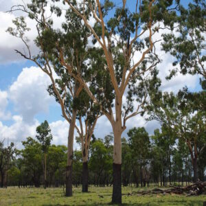 Corymbia tessellaris / Moreton Bay Ash 140mm