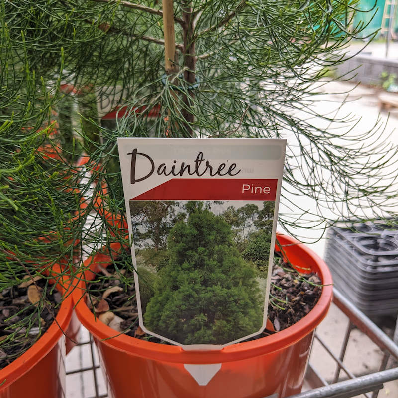 Gymnostoma australianum / Daintree Pine 200mm