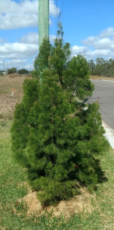 Gymnostoma australianum / Daintree Pine 140mm
