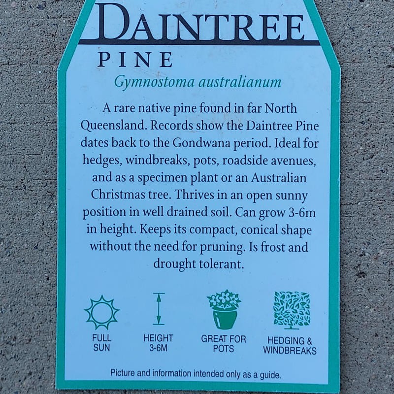 Gymnostoma australianum / Daintree Pine 140mm