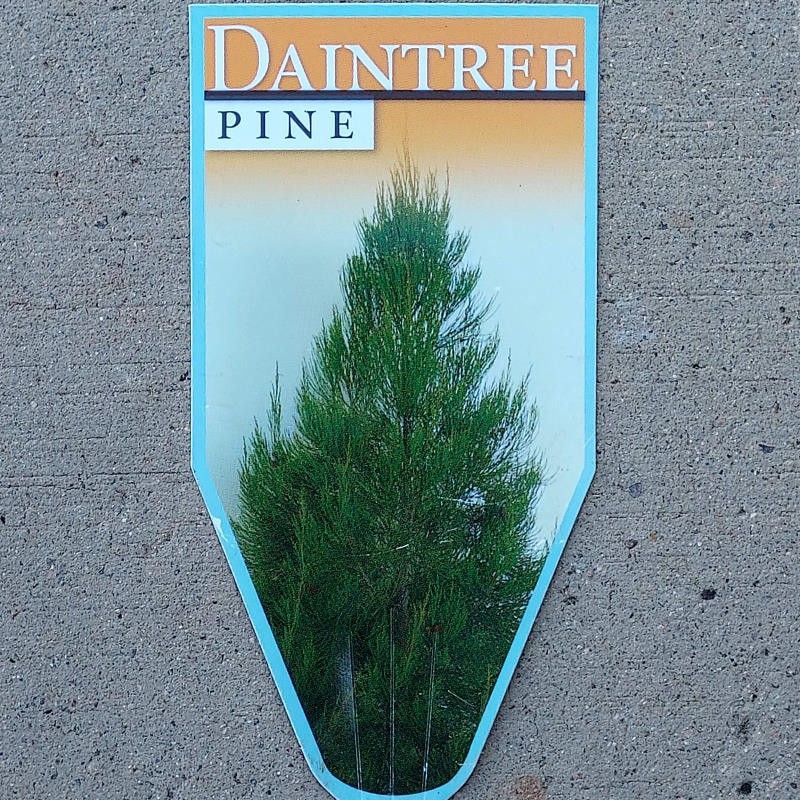 Gymnostoma australianum / Daintree Pine 140mm