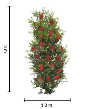 Callistemon Slim / Bottlebrush 140mm