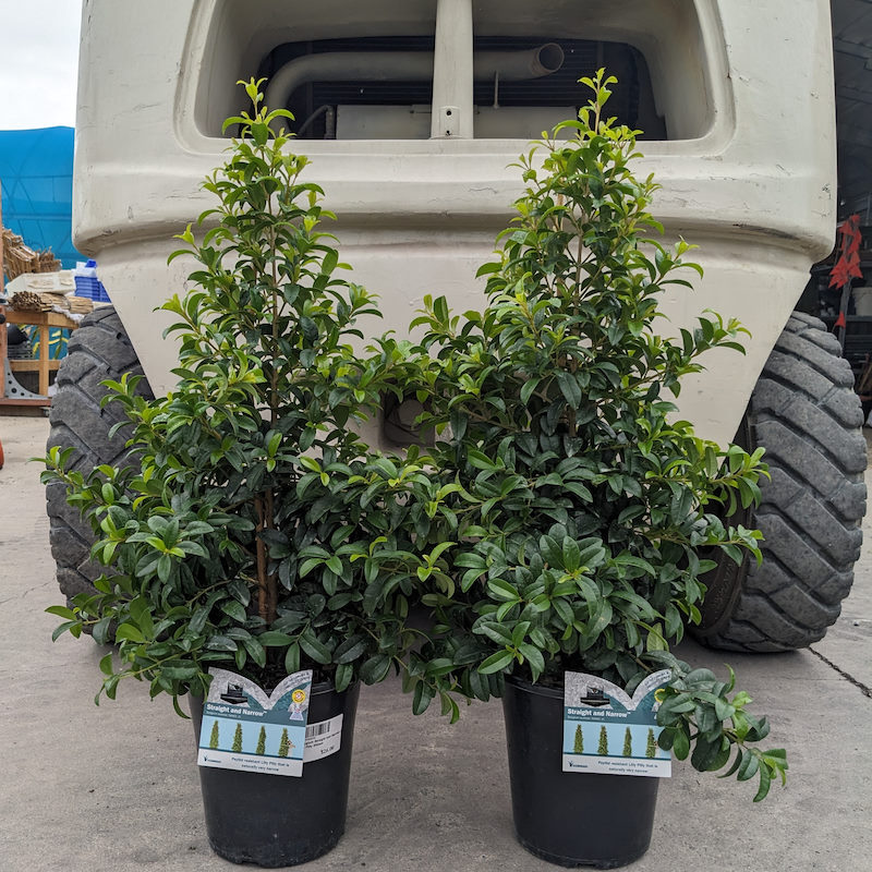 Syzygium Straight and Narrow / Lilly Pilly 140mm