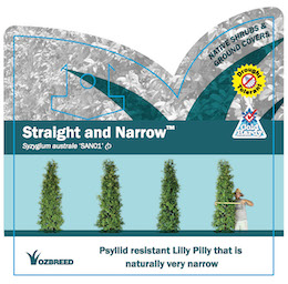 Syzygium Straight and Narrow / Lilly Pilly 140mm