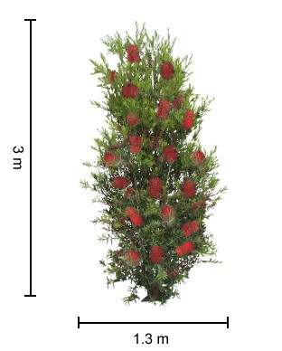Callistemon Slim / Bottlebrush 300mm