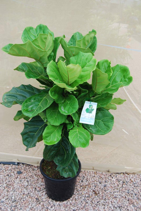 Ficus lyrata / Fiddle Leaf Fig 300mm