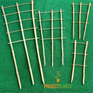 Bamboo Trainer [Sz:35cm]