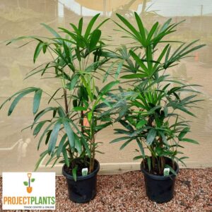 Rhapis excelsa / Lady Palm 140mm