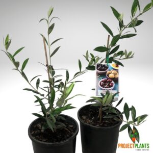 Olea europaea / Olive 200mm