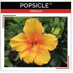 Hibiscus Popsicle 140mm