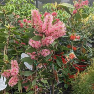 Melaleuca viridiflora Candy Sparkles 300mm
