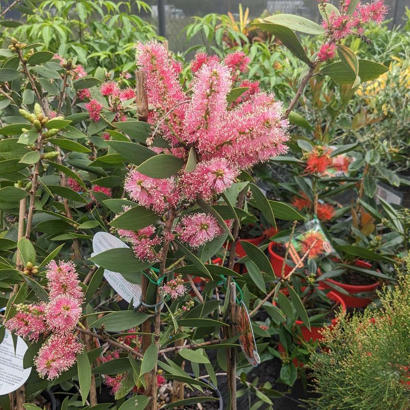 Melaleuca viridiflora Candy Sparkles 300mm