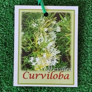 Grevillea curviloba 140mm