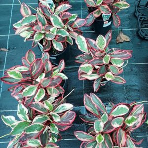 Peperomia Jelly 200mm