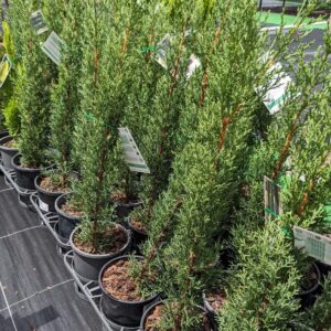 Cupressus sempervirens glauca / Pencil Pine 140mm
