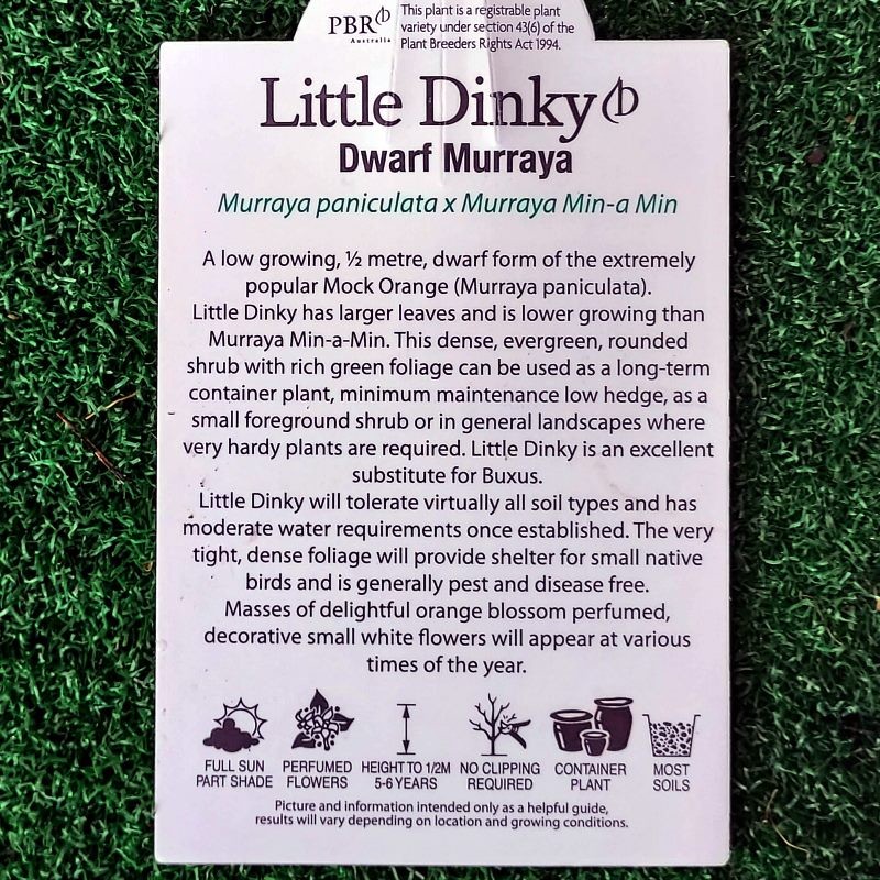 Murraya Little Dinky 140mm