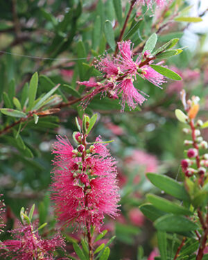 Callistemon Candy Burst / Bottlebrush 140mm